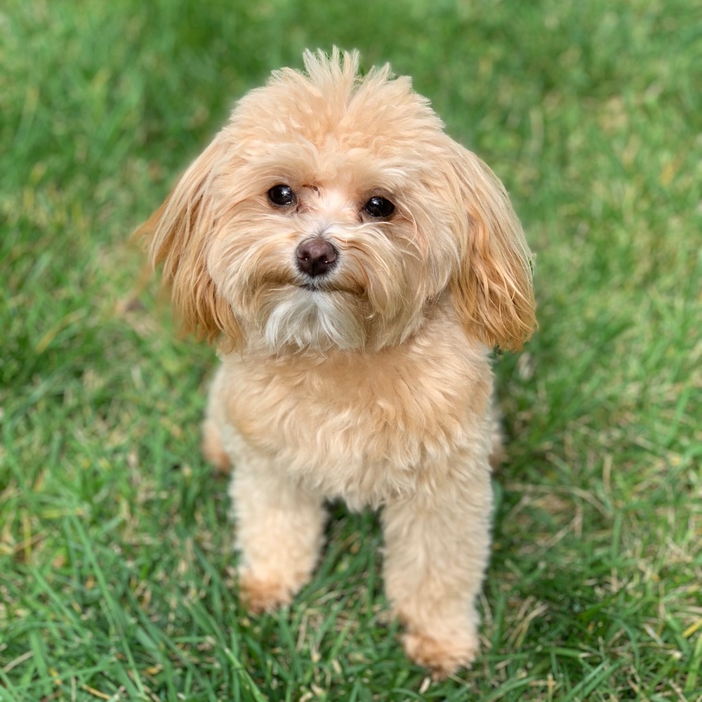 Meet your Posher, Taylor